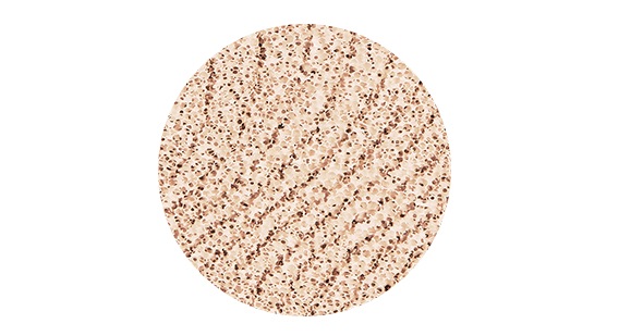 Missha Cover Glow Cushion No 25 Tan Missha Online Shop